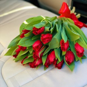 Тюльпан красный бахромчатый