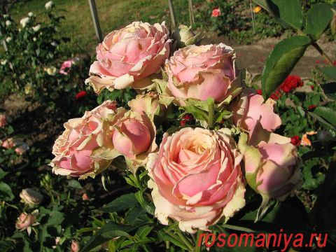 Роза Романтика Фото И Описание