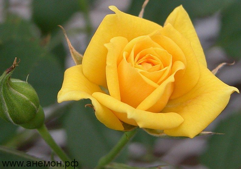 Роза чайно-гибридная "Мохана"
