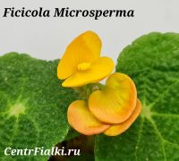 Бегония Ficicola Microsperma
