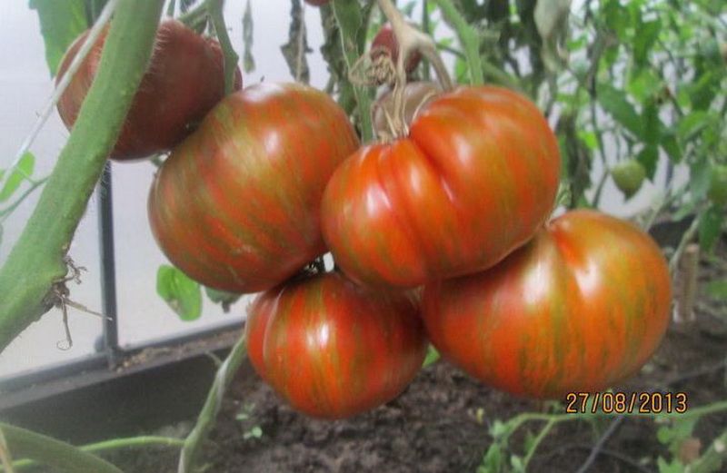 томат большой полосатый кабан характеристика и описание сорта фото отзывы