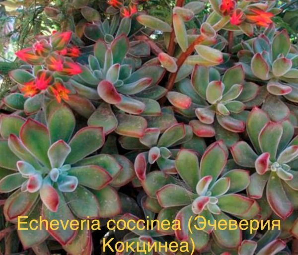 Эчеверия Кокцинеа, Эхеверия пурпурная, Эчеверия багряная (Echeveria coccinea).