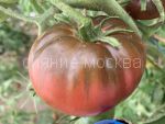 Tomat-Chernyj-Krym-zip-Myazina