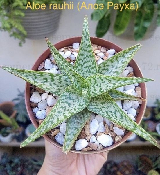 Aloe rauhii (Алоэ Рауха)