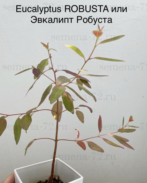 Eucalyptus ROBUSTA или Эвкалипт Робуста