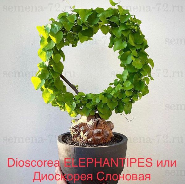 Dioscorea ELEPHANTIPES или Диоскорея Слоновая