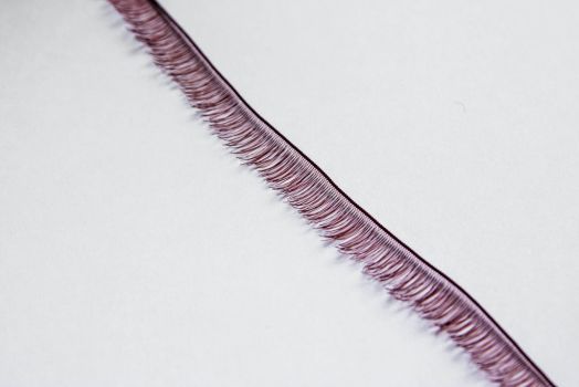 Ресничная лента, коричневый цвет, 10мм, длина:20 см