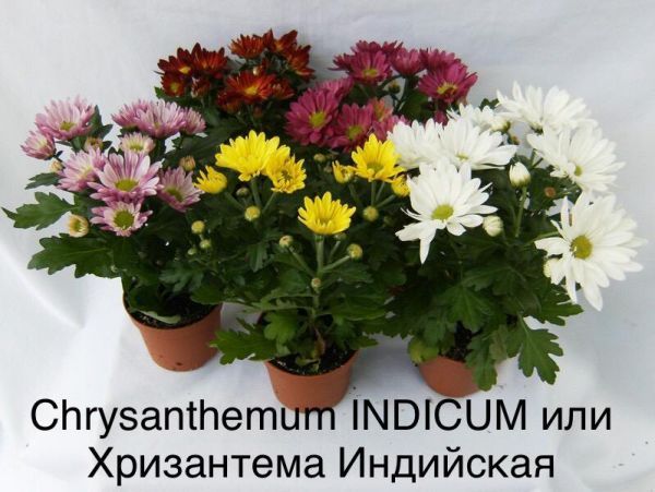 Chrysanthemum INDICUM или Хризантема Индийская