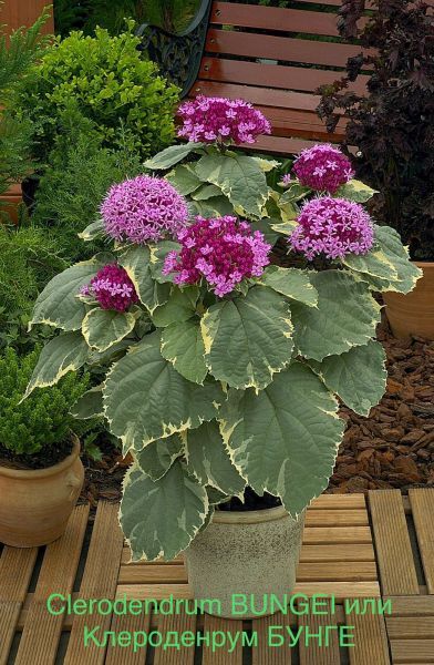 Clerodendrum BUNGEI или Клероденрум БУНГЕ