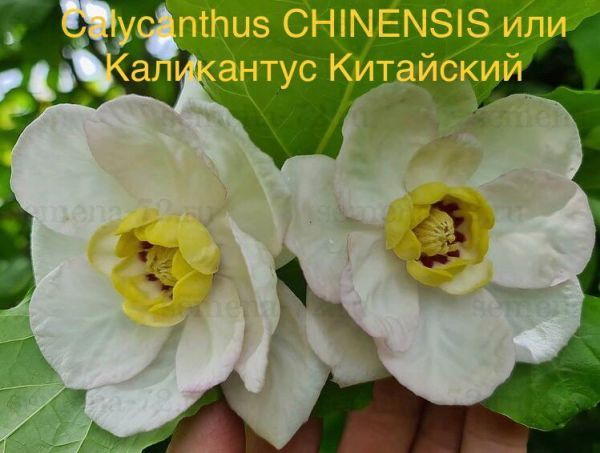 Calycanthus CHINENSIS или Каликантус Китайский