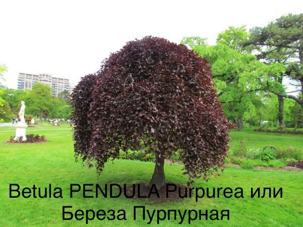 Betula PENDULA Purpurea или Береза Пурпурная