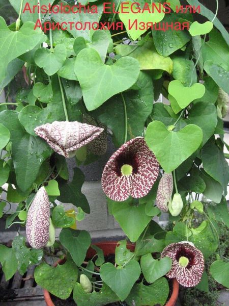 Aristolochia ELEGANS или Аристолохия Изящная