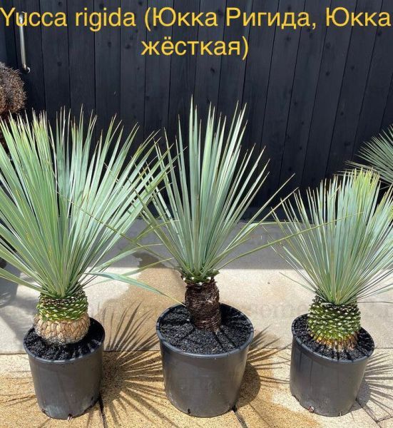 Yucca rigida (Юкка Ригида, Юкка жёсткая)