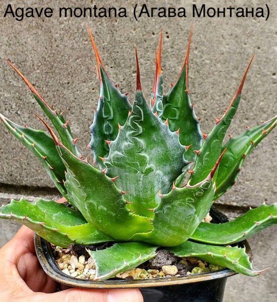 Agave Montana 'Lime Flash' 57 植物 観葉植物 | distraves.com