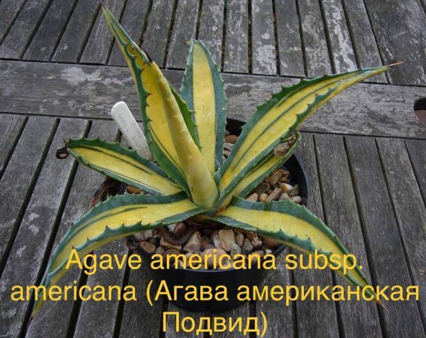 Agave americana subsp. americana (Агава американская Подвид)