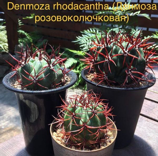 Denmoza rhodacantha (Денмоза розовоколючковая)