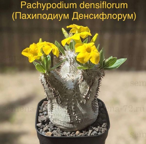 Pachypodium densiflorum (Пахиподиум Денсифлорум)
