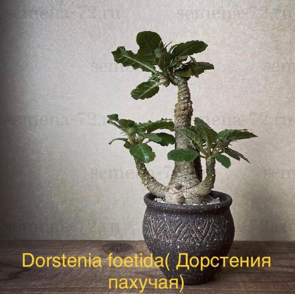 Dorstenia foetida( Дорстения пахучая)