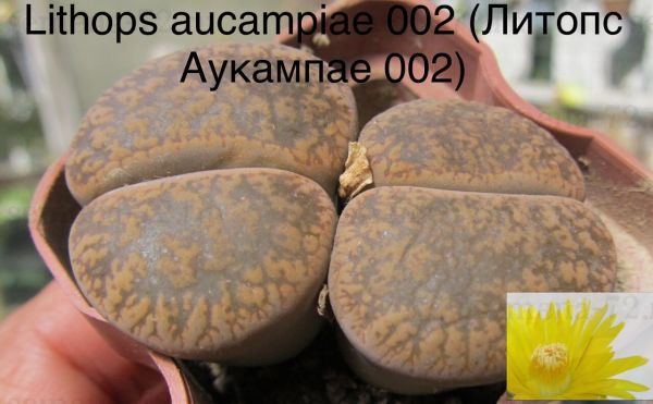 Lithops aucampiae 002 (Литопс Аукампае 002)