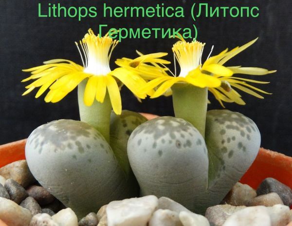 Lithops hermetica (Литопс Герметика)