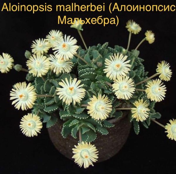 Aloinopsis malherbei (Алоинопсис Мальхебра)