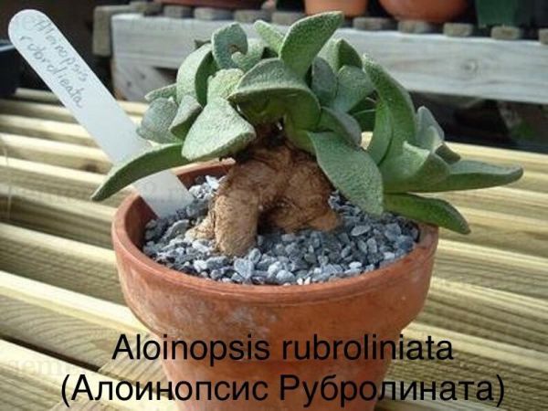 Aloinopsis rubroliniata (Алоинопсис Рубролината)