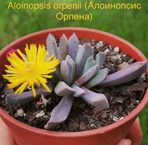 Aloinopsis orpenii (Алоинопсис Орпена)