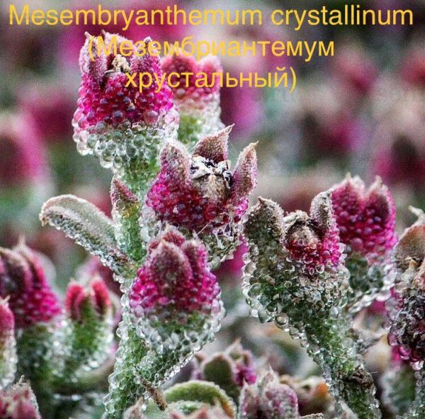 Mesembryanthemum crystallinum (Мезембриантемум хрустальный)
