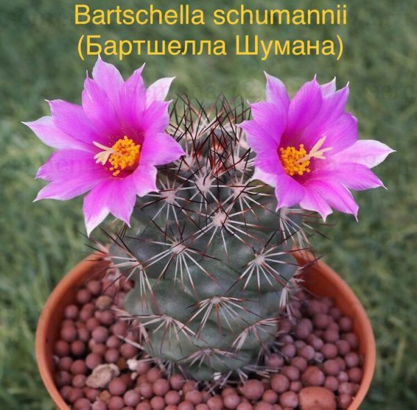 Bartschella schumannii (Бартшелла Шумана)