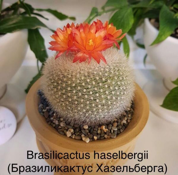 Brasilicactus haselbergii (Бразиликактус Хазельберга)