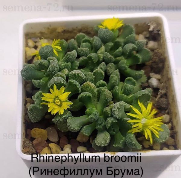 Rhinephyllum broomii (Ринефиллум Брума)