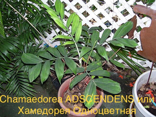 Chamaedorea ADSCENDENS или Хамедорея Одноцветная