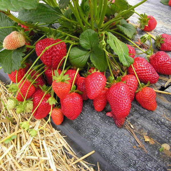 Диамант клубника (Diamante Strawberry)