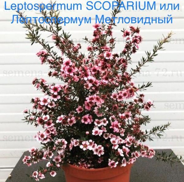 Leptospermum SCOPARIUM или Лептоспермум Метловидный