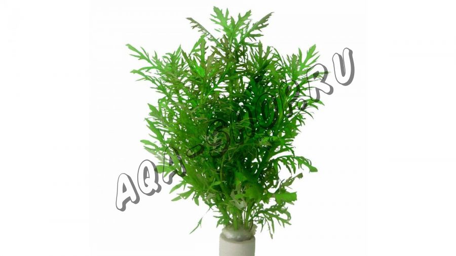 Гигрофила синема (Hygrophila difformis)