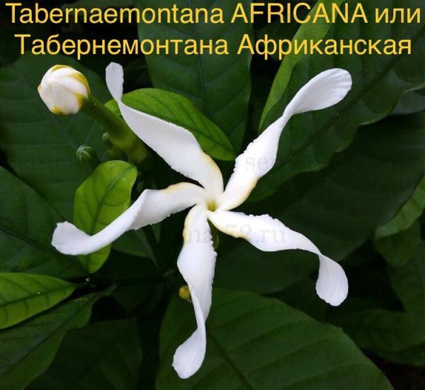 Tabernaemontana AFRICANA или Табернемонтана Африканская