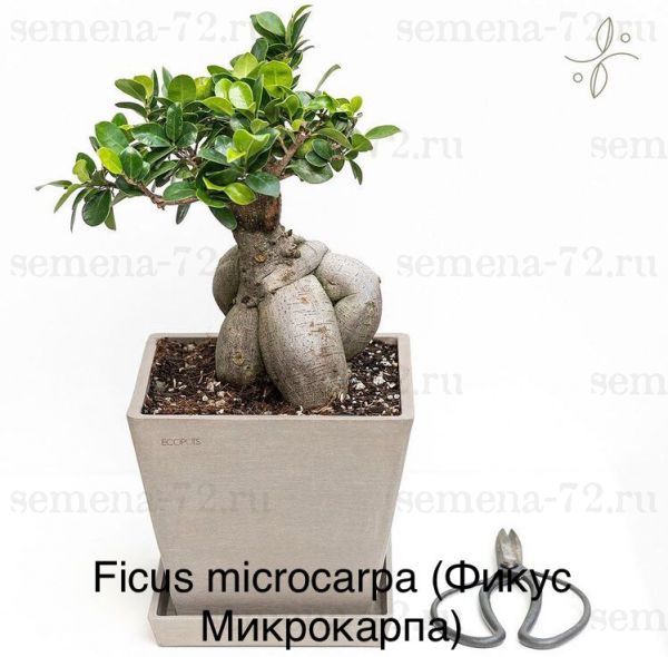Ficus microcarpa (Фикус Микрокарпа)