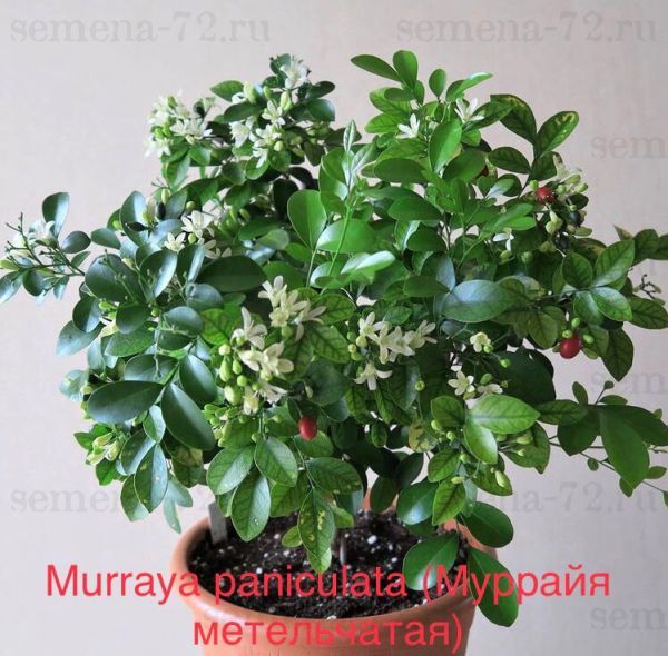 Murraya paniculata (Муррайя метельчатая)