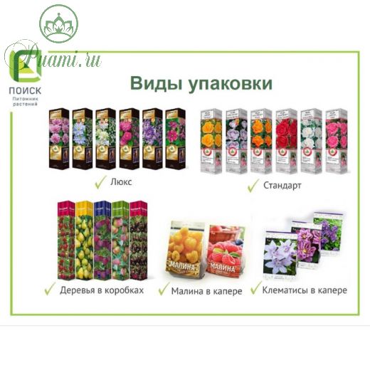 Туя западная Даника (Р9), 1шт, h 3-20 см, Май 2022