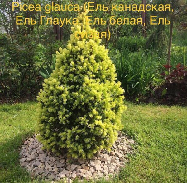 Picea glauca (Ель канадская, Ель Глаука, Ель белая, Ель сизая)