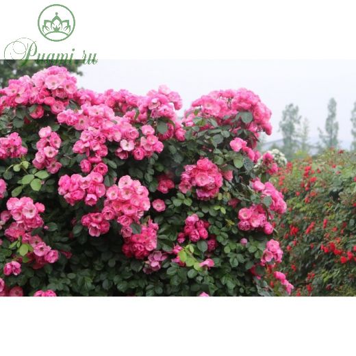 Роза плетистая Пинк Клод, C3,5 горшок, Н25-45 высота, 1 шт, Июль 2022