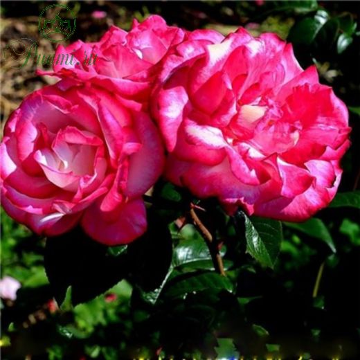 Роза плетистая Хэндель, C3,5 горшок, Н25-45 высота, 1 шт, Июль 2022