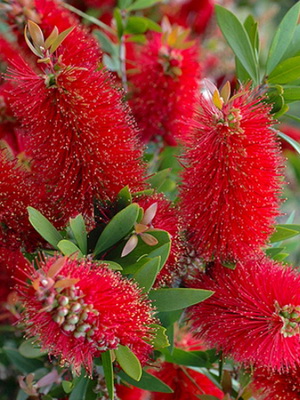КАЛЛИСТЕМОН — CALLISTEMON