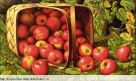 Набор для вышивания "2806 Basket of Apples (medium)"