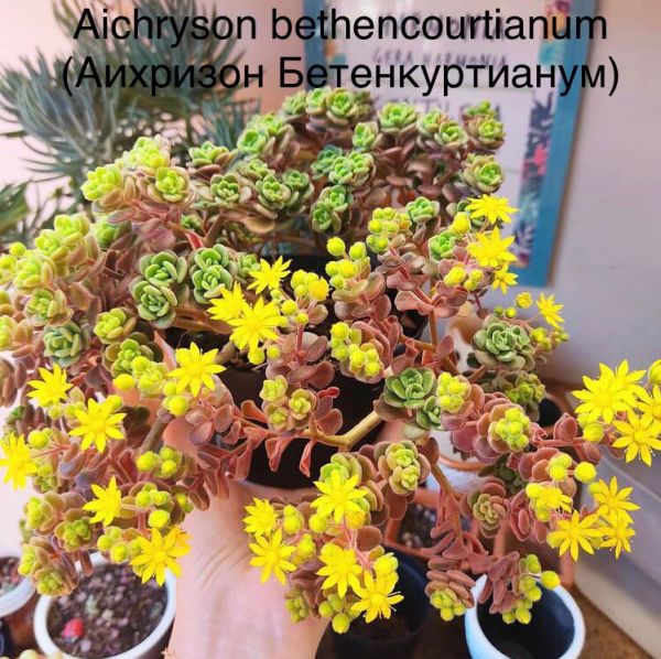Aichryson bethencourtianum (Аихризон Бетенкуртианум)