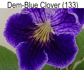 Dem-Blue Clover (Д. Демченко)