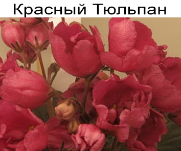 Красный Тюльпан  (Р. Сысорова)