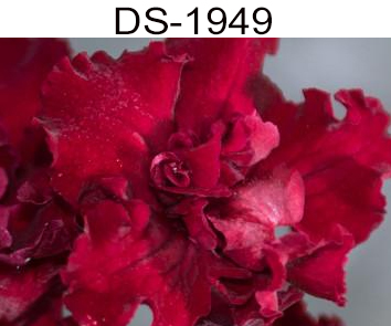 DS-1949 (П. Еникеев)