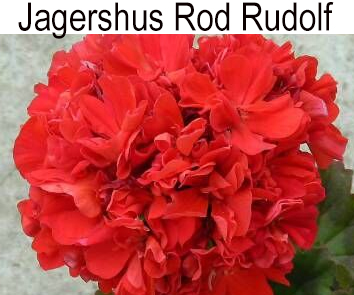 Пеларгония густомахровая миниатюрная Jagershus Rod Rudolf