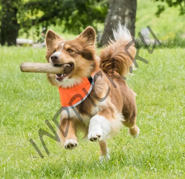 Сигнальная светоотражающая бандана для собаки оранжевая Back on Track Draco Oranssi